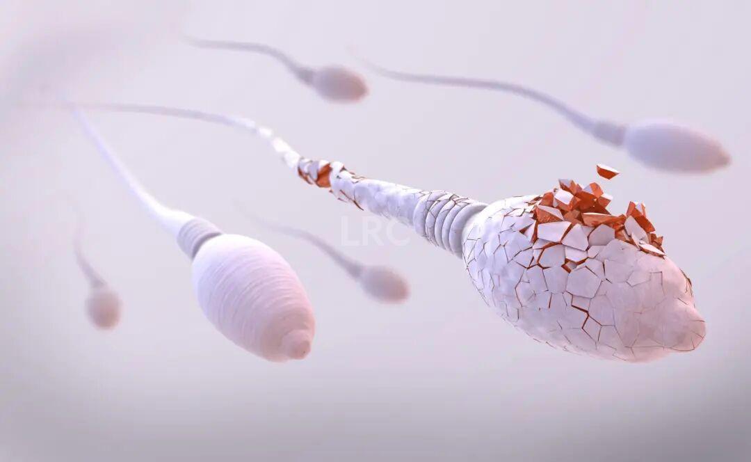 从受精到胚胎：精子质量到底影响有多大？