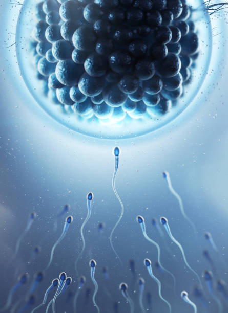 残角子宫需要做试管婴儿吗？