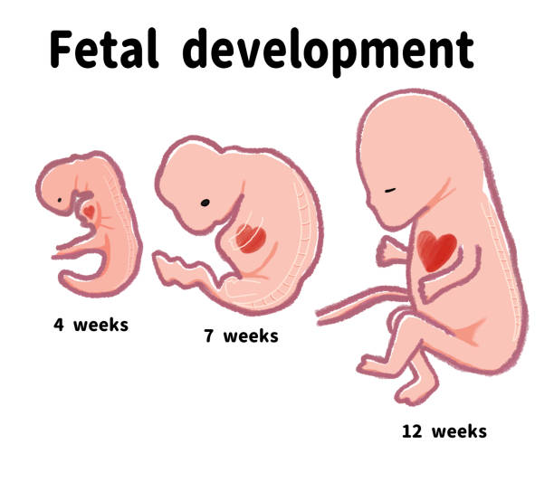 子宫腺肌病 在哪里做试管？